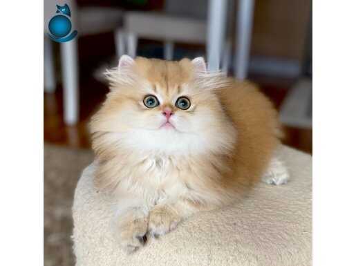 Safkan British Longhair Golden erkek yavru