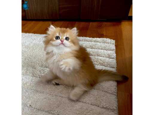 Safkan British Longhair Golden erkek yavru