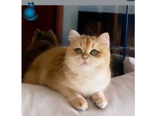 Şecereli British Shorthair Golden dişi