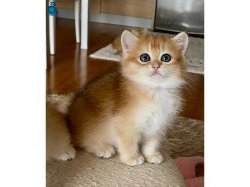 Safkan British Shorthair dişi yavru ny11