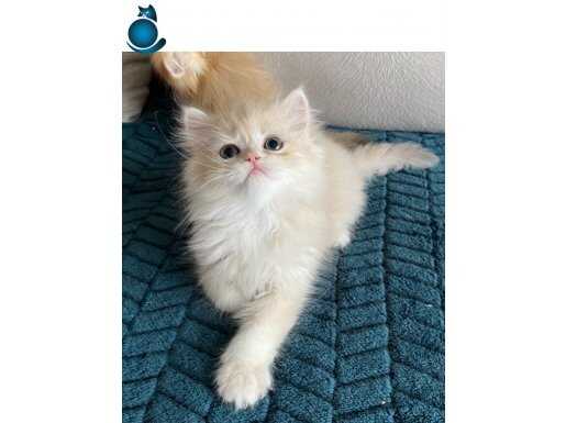 Şecereli British Longhair 3 tane erkek yavru