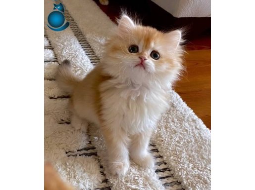 Safkan British Longhair Chocolate Golden erkek