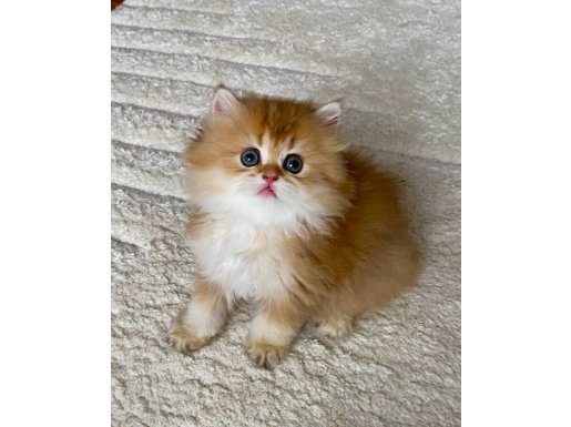 Şecereli British Longhair Chocolate Golden by11 erkek