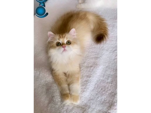 Şecereli British Longhair iki erkek yavru 