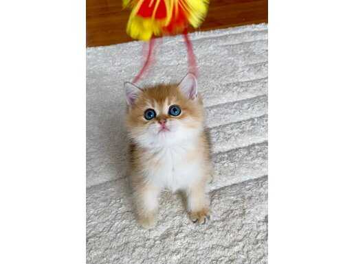 Şecereli British Shorthair erkek yavru ny11