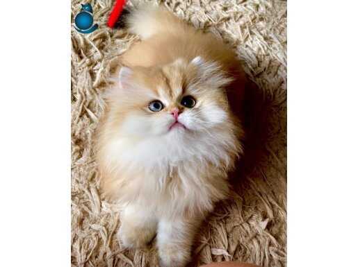 Safkan British Longhair Golden erkek yavru