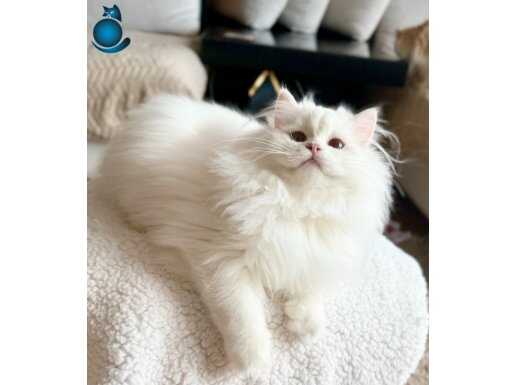 Safkan British Longhair Golden Lilac Point erkek