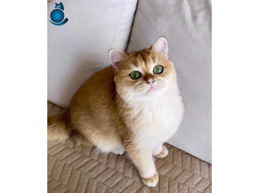 Şecereli British Shorthair Golden yetişkin dişi 