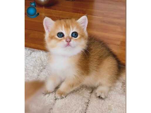 Açıklamayı okuyun rica ediyorum