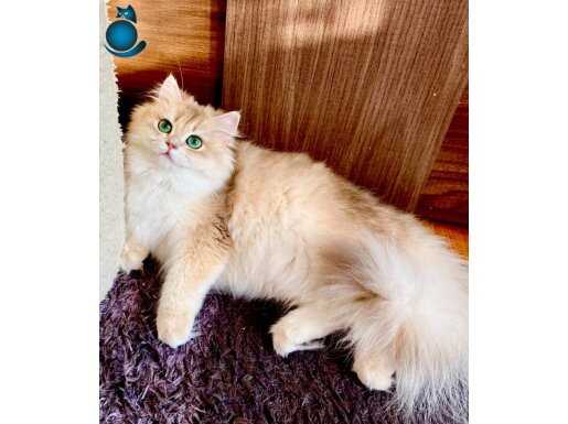Şecereli British Longhair Blue Golden yetişkin dişi