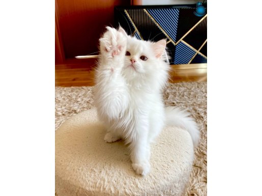 Safkan British Longhair Lilac Golden Point erkek