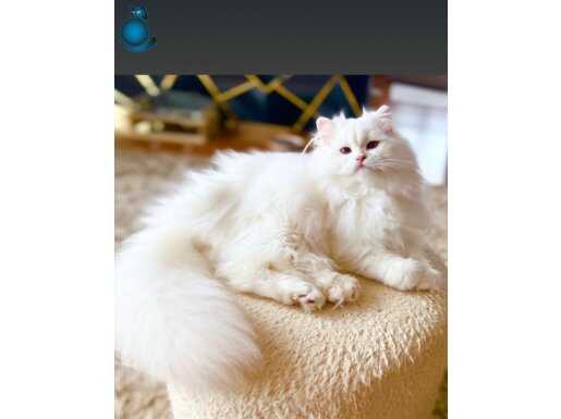 Safkan British Lınghair Lilac Golden Point erkek