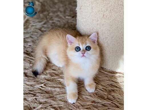Şecereli British Shorthair Golden ny12 dişi yavru