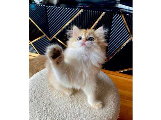 Şecereli British Longhair Golden ny12 dişi yavru