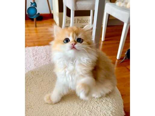 Şecereli British Longhair Golden BLH ny12 dişi yavru