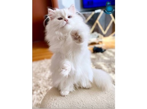 Safkan British Longhair erkek yavru