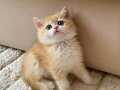 Şecereli British Shorthair Golden ny12 dişi yavru
