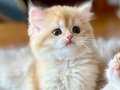 Safkan British Longhair 3 tane erkek yavru kardeş 