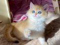Şecereli British Shorthair Golden ny12 dişi yavru