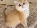 Şecereli British Shorthair Golden ny12 dişi yavru