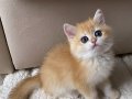 Sıra Dışı Altın Parıltılı Şecereli British Shorthair Golden