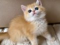 Sıra Dışı Altın Parıltılı Şecereli British Shorthair Golden