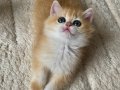 Sıra Dışı Altın Parıltılı Şecereli British Shorthair Golden