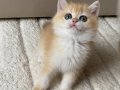 Sıra Dışı Altın Parıltılı Şecereli British Shorthair Golden