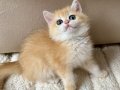 Sıra Dışı Altın Parıltılı Şecereli British Shorthair Golden