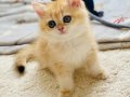 Sıra Dışı Altın Parıltılı Şecereli British Shorthair Golden