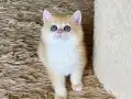 Safkan British Shorthair Golden ny12 dişi yavru