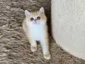 Safkan British Shorthair Golden ny12 dişi yavru