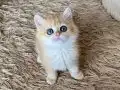 Safkan British Shorthair Golden ny12 dişi yavru