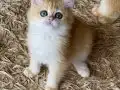 Safkan British Shorthair Golden ny12 dişi yavru