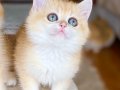 Safkan British Shorthair Golden ny12 dişi yavru