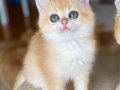Safkan British Shorthair Golden ny12 dişi yavru