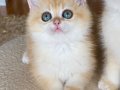 Safkan British Shorthair Golden ny12 dişi yavru