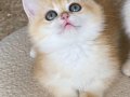 Safkan British Shorthair Golden ny12 dişi yavru