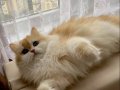 Secereli British Longhair Golden ny12 Yetişkin Dişi