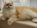 Secereli British Longhair Golden ny12 Yetişkin Dişi