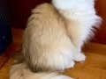 Secereli British Longhair Golden ny12 Yetişkin Dişi