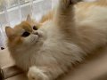 Secereli British Longhair Golden ny12 Yetişkin Dişi