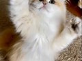 Secereli British Longhair Golden ny12 Yetişkin Dişi