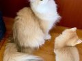 Secereli British Longhair Golden ny12 Yetişkin Dişi
