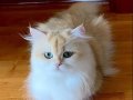 Secereli British Longhair Golden ny12 Yetişkin Dişi