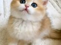 Safkan British Shorthair Golden ny12 Erkek Yavru
