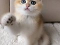 Safkan British Shorthair Golden ny12 Erkek Yavru