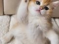 Safkan British Shorthair Golden ny12 Erkek Yavru