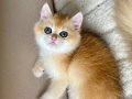 Safkan British Shorthair Golden ny12 Erkek Yavru