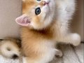 Safkan British Shorthair Golden ny12 Erkek Yavru